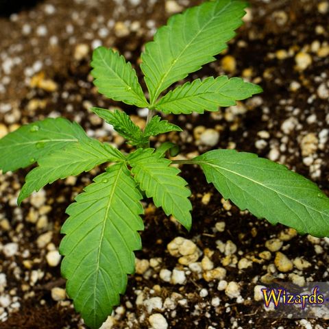 Blue Dream Auto #4 growlog timeline photo