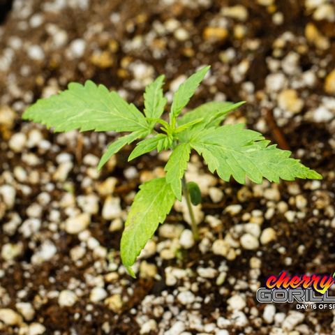 Blue Dream Auto #4 growlog timeline photo