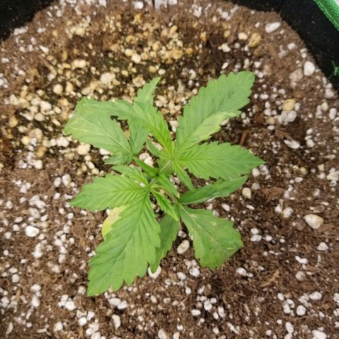 Blue Dream Auto #4 growlog timeline photo