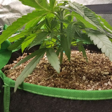 Blue Dream Auto #4 growlog timeline photo