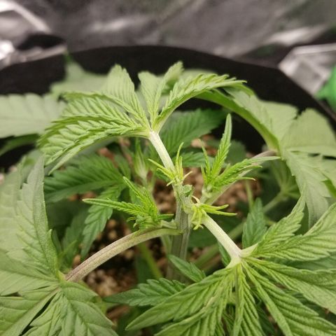 Blue Dream Auto #4 growlog timeline photo