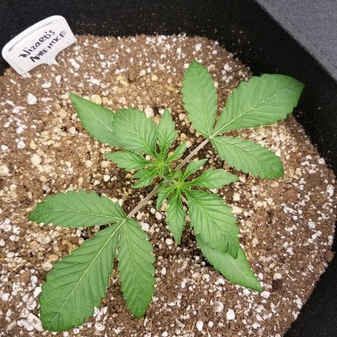 Blue Dream Auto #4 growlog timeline photo