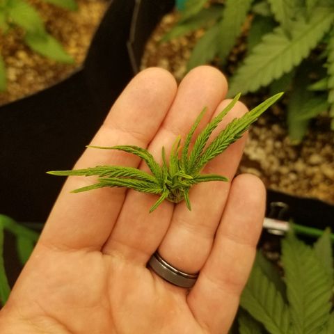 Blue Dream Auto #4 growlog timeline photo