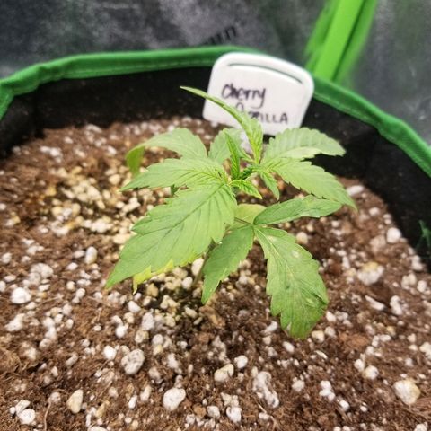 Blue Dream Auto #4 growlog timeline photo