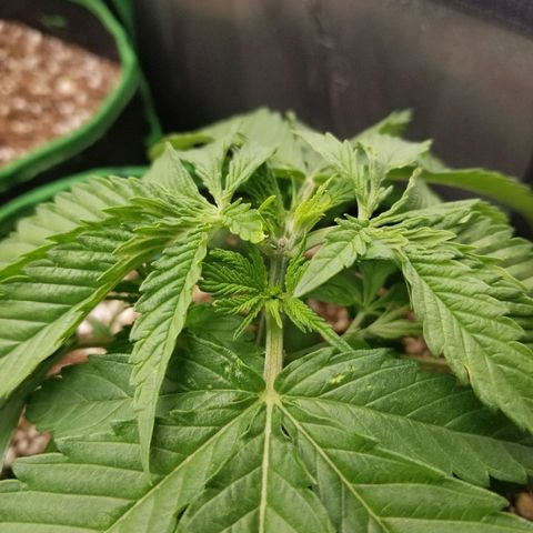 Blue Dream Auto #4 growlog timeline photo