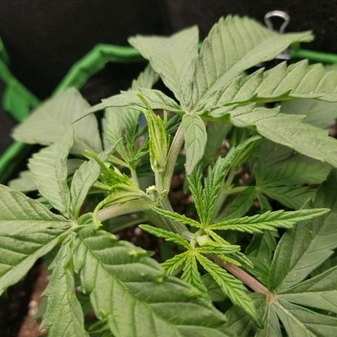 Blue Dream Auto #4 growlog timeline photo