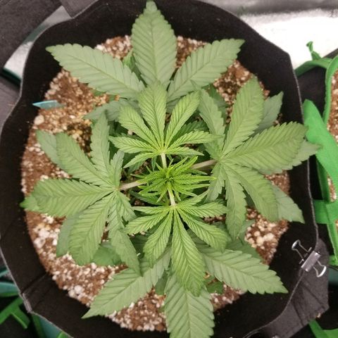 Blue Dream Auto #4 growlog timeline photo