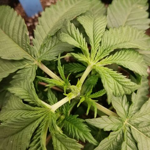 Blue Dream Auto #4 growlog timeline photo