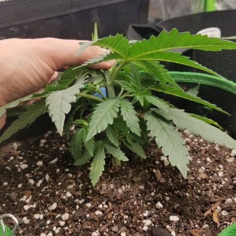 Blue Dream Auto #4 growlog timeline photo