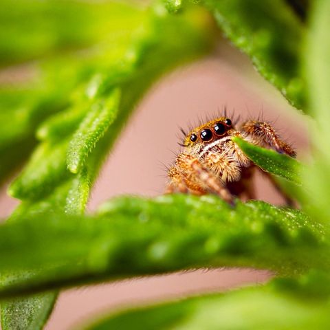 Blue Dream Auto #4 growlog photo: This lil guy is friendly