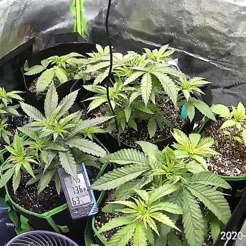 Blue Dream Auto #4 growlog timeline photo