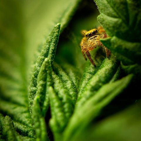 Blue Dream Auto #4 growlog timeline photo