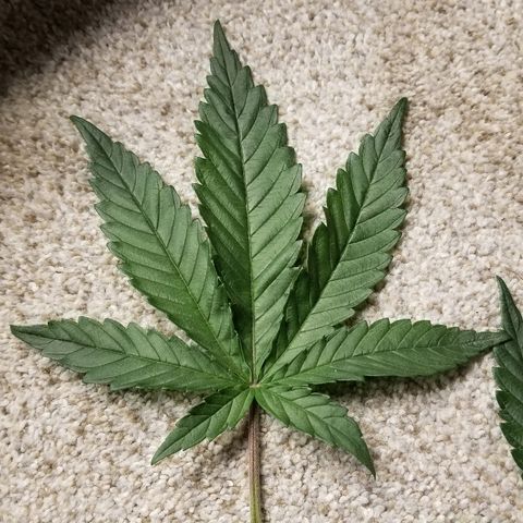 Blue Dream Auto #4 growlog timeline photo