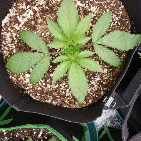 Blue Dream Auto #4 growlog timeline photo