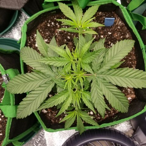 Blue Dream Auto #4 growlog timeline photo