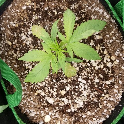 Blue Dream Auto #4 growlog timeline photo