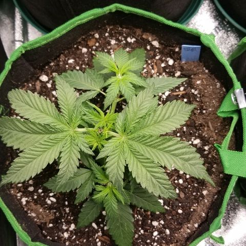 Blue Dream Auto #4 growlog timeline photo