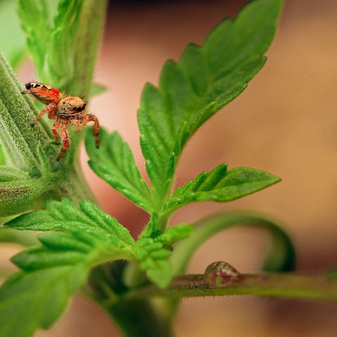 Blue Dream Auto #4 growlog timeline photo
