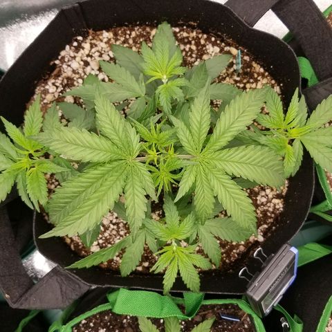 Blue Dream Auto #4 growlog timeline photo
