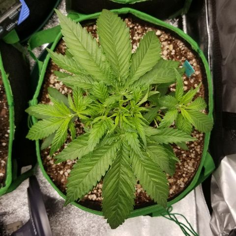 Blue Dream Auto #4 growlog timeline photo