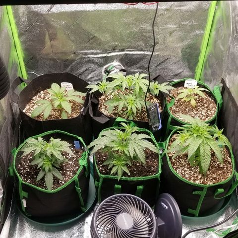 Blue Dream Auto #4 growlog timeline photo