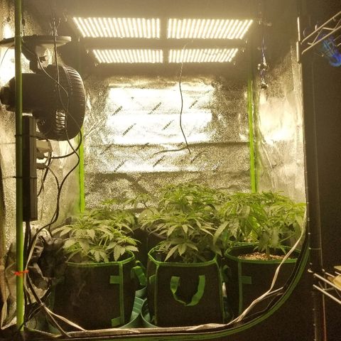 Blue Dream Auto #4 growlog timeline photo