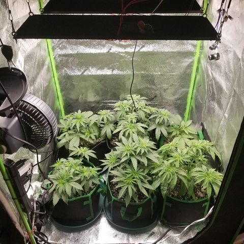 Blue Dream Auto #4 growlog timeline photo