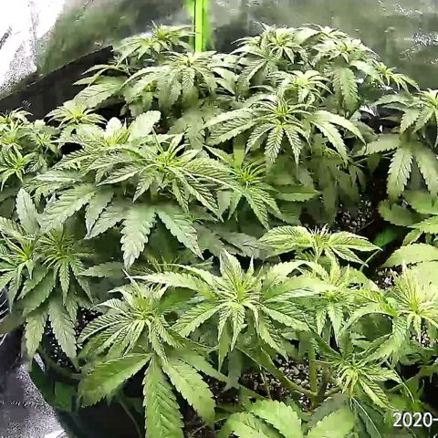 Blue Dream Auto #4 growlog timeline photo