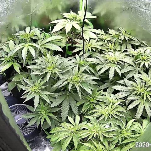 Blue Dream Auto #4 growlog timeline photo
