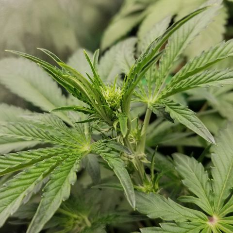 Blue Dream Auto #4 growlog timeline photo