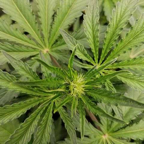 Blue Dream Auto #4 growlog timeline photo