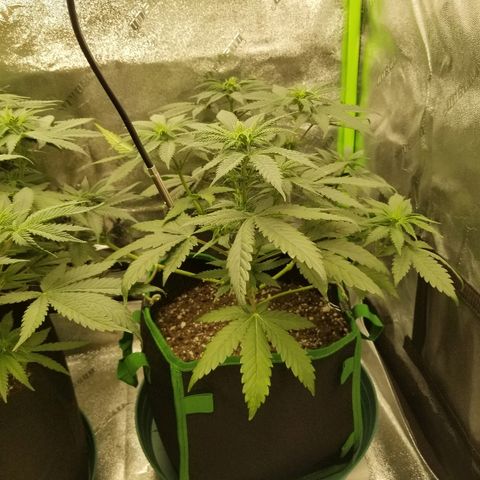 Blue Dream Auto #4 growlog timeline photo