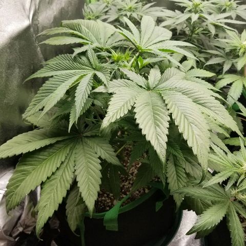 Blue Dream Auto #4 growlog timeline photo