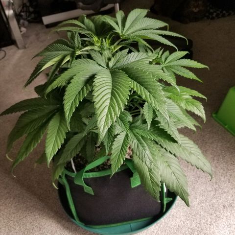 Blue Dream Auto #4 growlog timeline photo