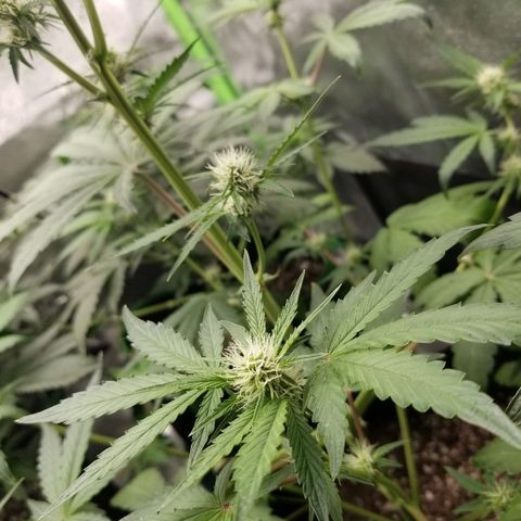 Blue Dream Auto #4 growlog timeline photo