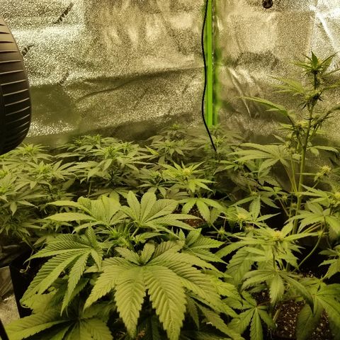 Blue Dream Auto #4 growlog timeline photo