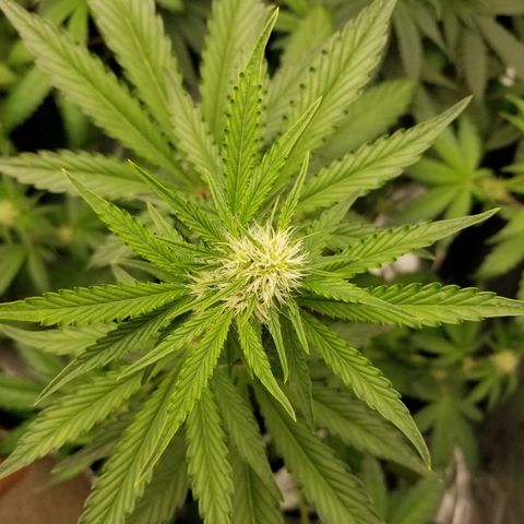 Blue Dream Auto #4 growlog timeline photo