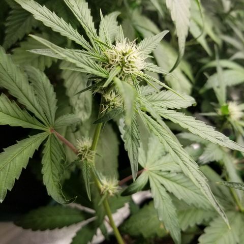 Blue Dream Auto #4 growlog timeline photo