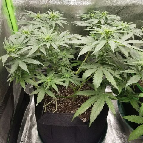 Blue Dream Auto #4 growlog timeline photo
