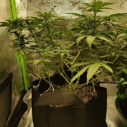 Blue Dream Auto #4 growlog timeline photo
