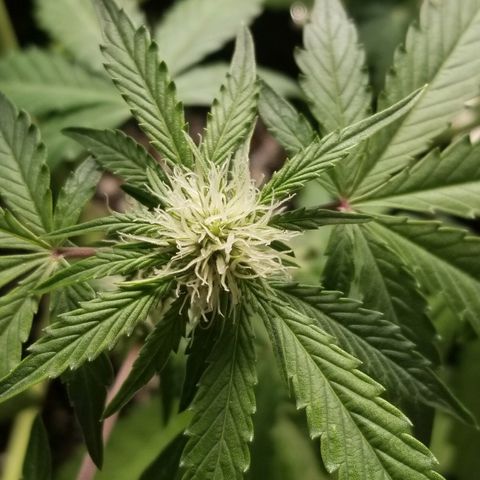 Blue Dream Auto #4 growlog timeline photo
