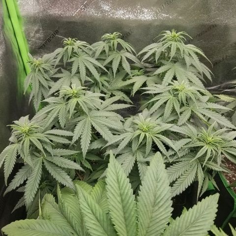 Blue Dream Auto #4 growlog timeline photo