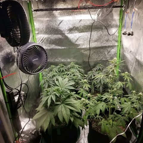 Blue Dream Auto #4 growlog timeline photo