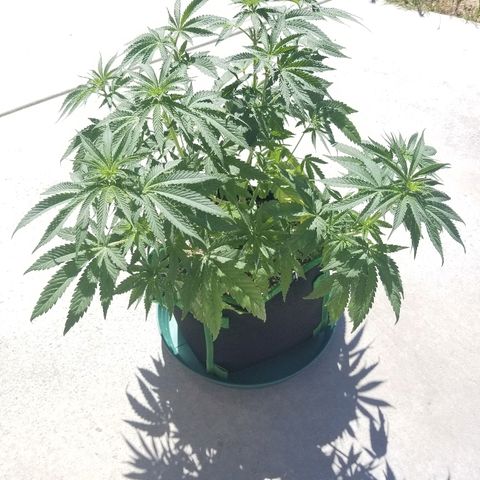 Blue Dream Auto #4 growlog timeline photo