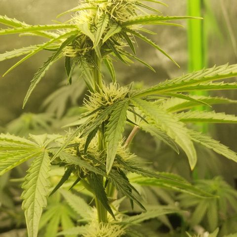 Blue Dream Auto #4 growlog timeline photo