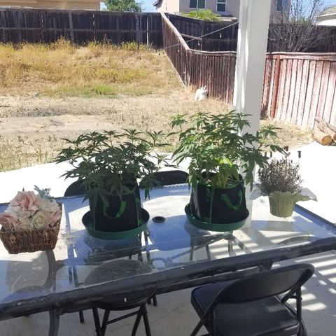 Blue Dream Auto #4 growlog timeline photo