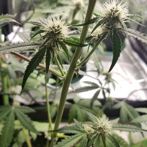 Blue Dream Auto #4 growlog timeline photo
