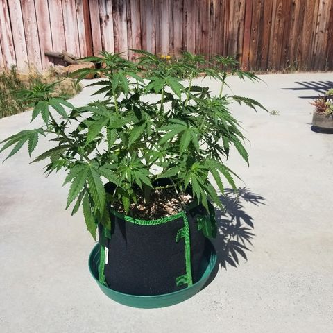 Blue Dream Auto #4 growlog timeline photo