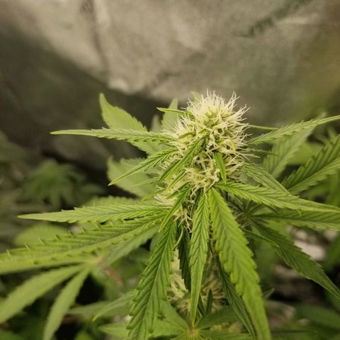 Blue Dream Auto #4 growlog timeline photo