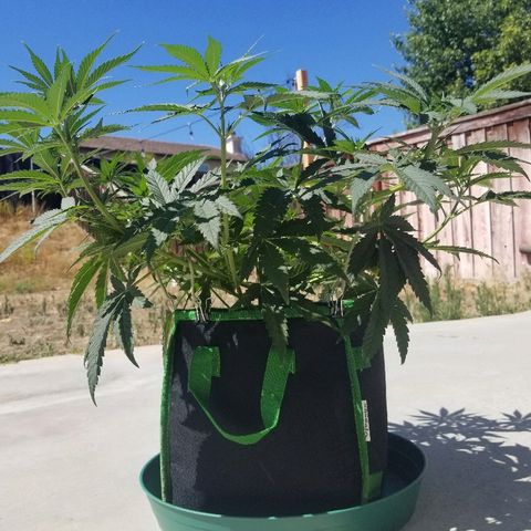 Blue Dream Auto #4 growlog timeline photo